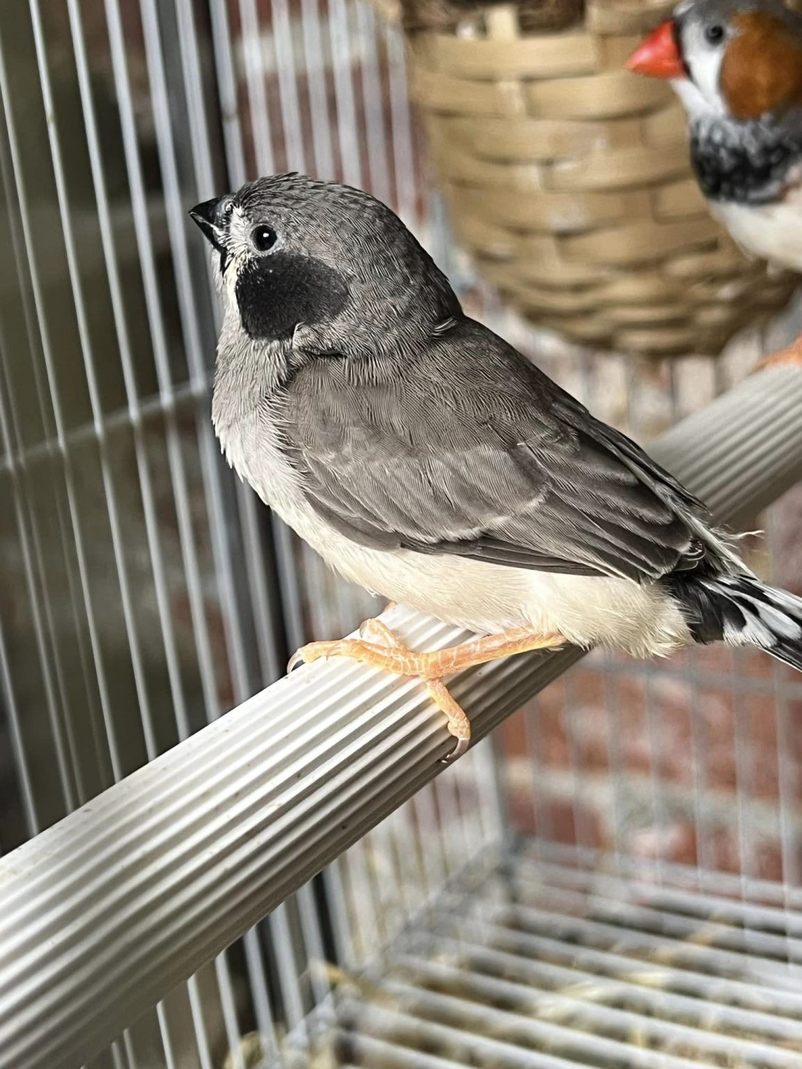 Zebra Finch Black Cheek Zebra Finch Mutations Featherland Bird Cage