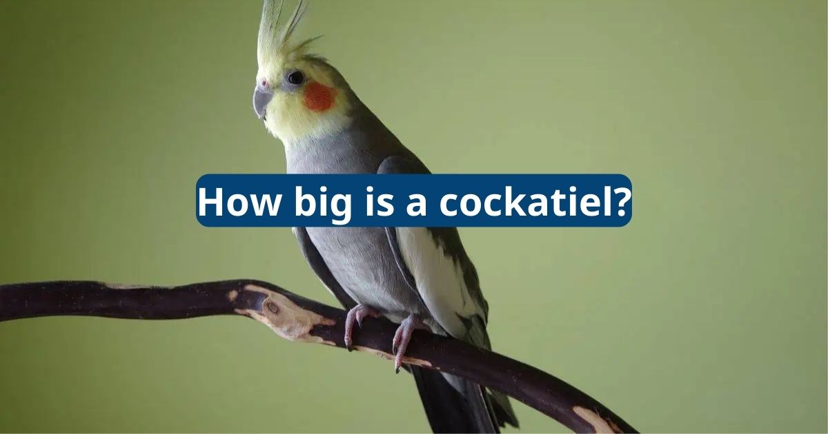 How Big Is A Cockatiel Featherland Bird Cage