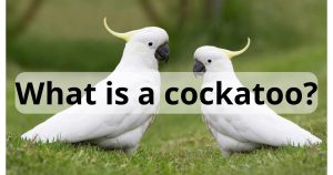What Is a Cockatoo