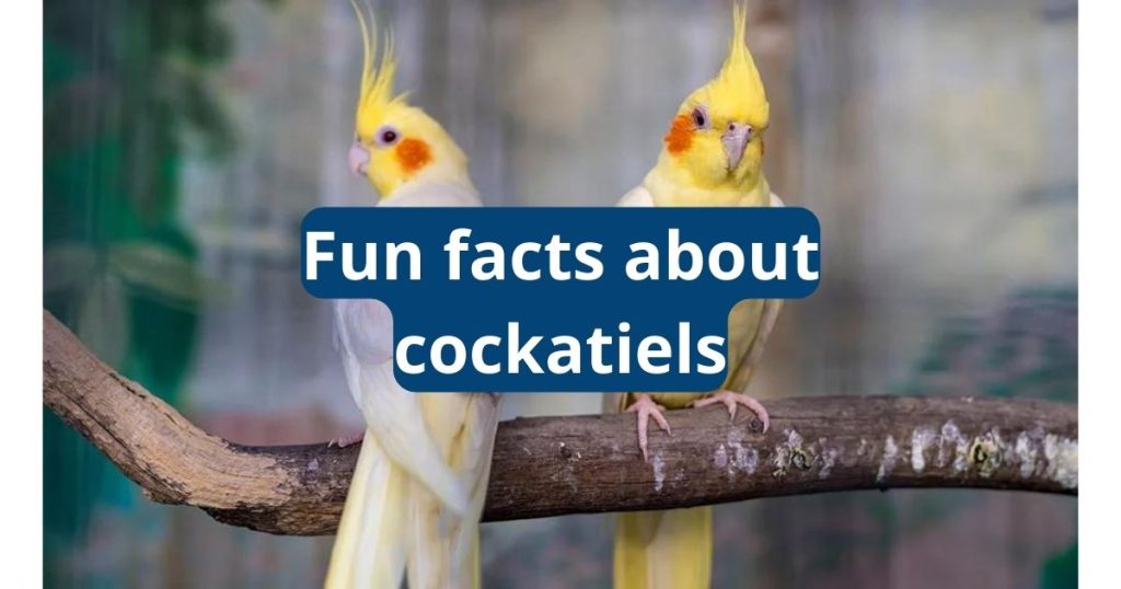 Fun Facts About Cockatiels