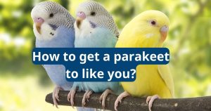How to Get a Parakeet to Like You