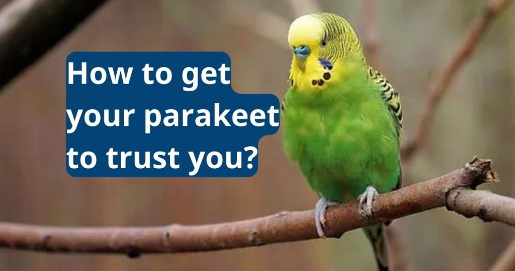 how to get your parakeet to trust you