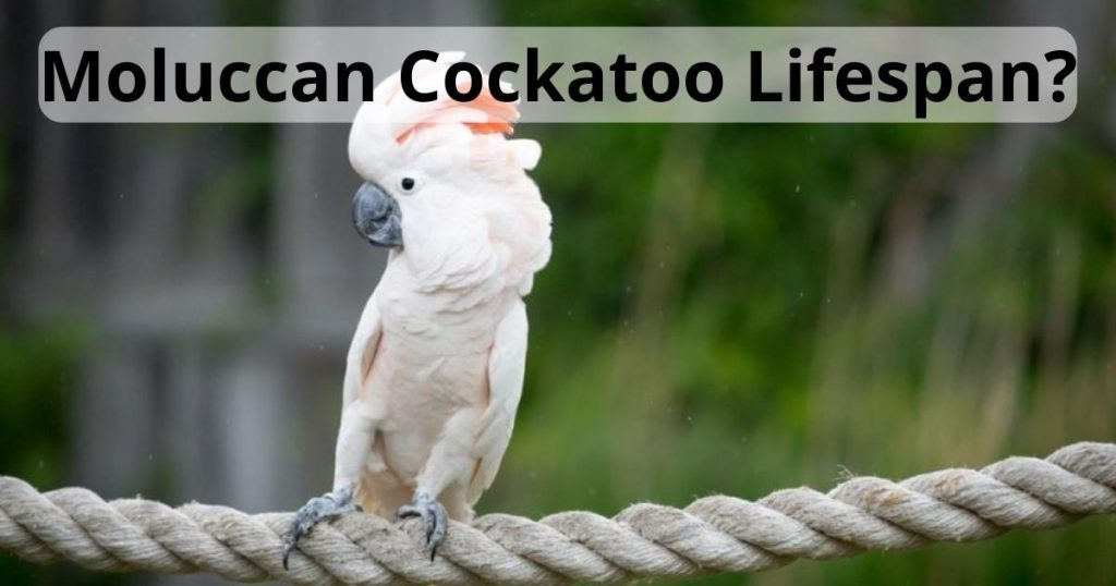 moluccan cockatoo lifespan