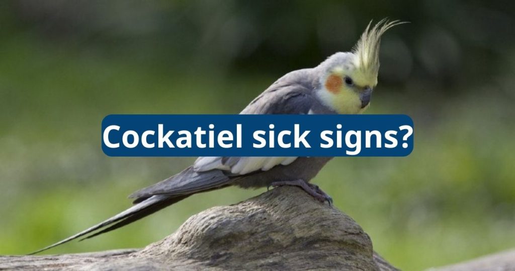 cockatiel sick signs