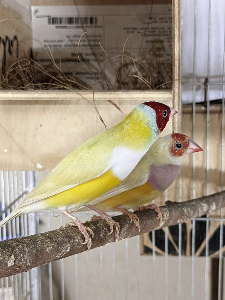 Yellow Gouldian Finch Genetics