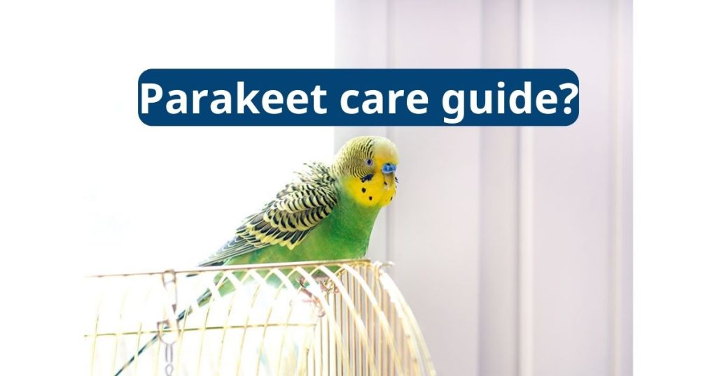 parakeet care guide