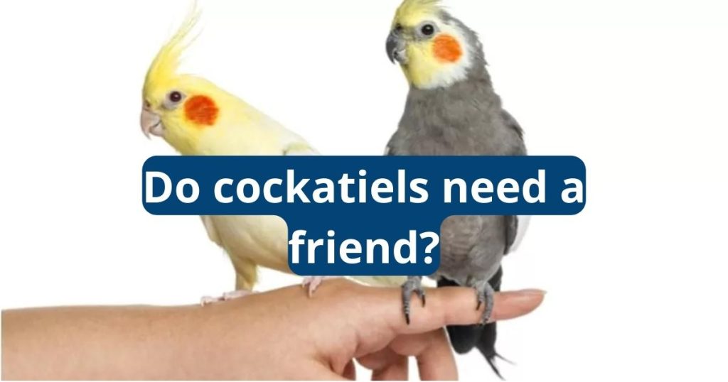 do cockatiels need a friend