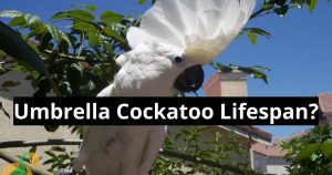 unbrella cockatoo lifespan