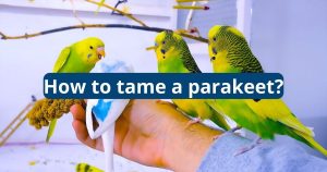 How to Tame a Parakeet