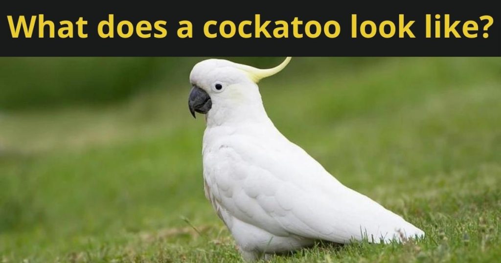 What Does a Cockatoo Look Like