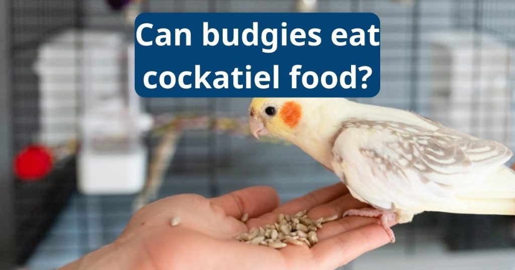 can budgies eat cockatiel food