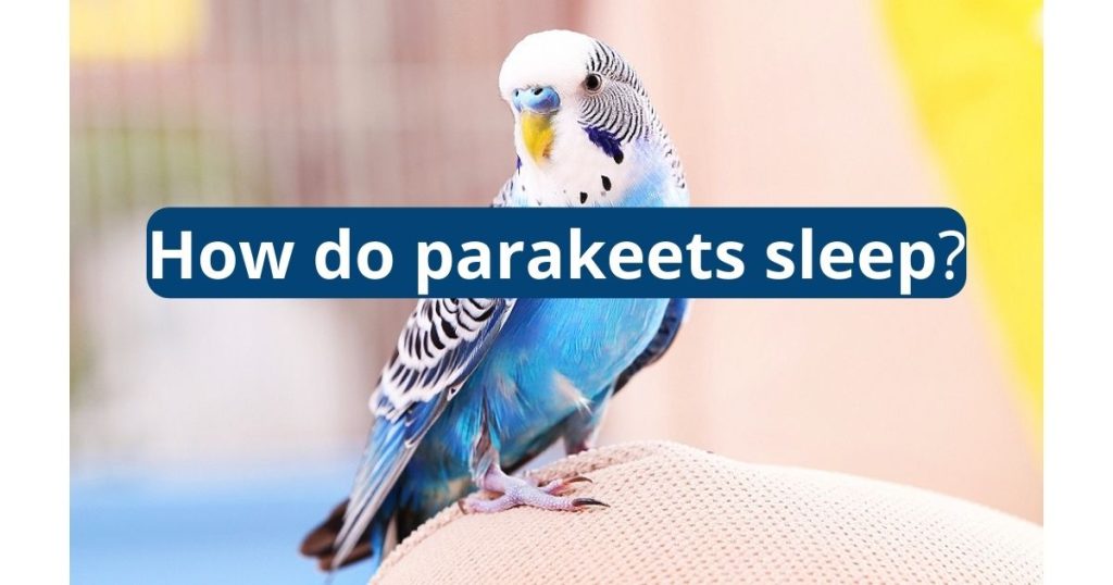 How Do Parakeets Sleep?