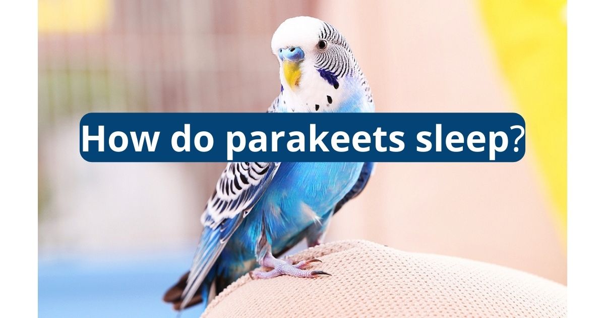 How Do Parakeets Sleep? Featherland Bird Cage