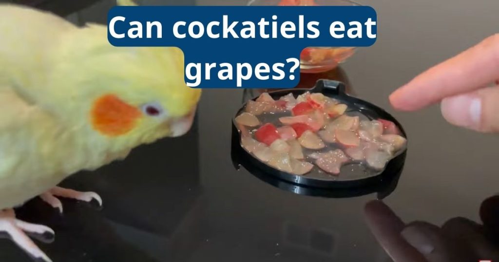 Can Cockatiels Eat Grapes?