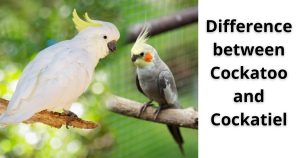 The Difference Between Cockatoo and Cockatiel