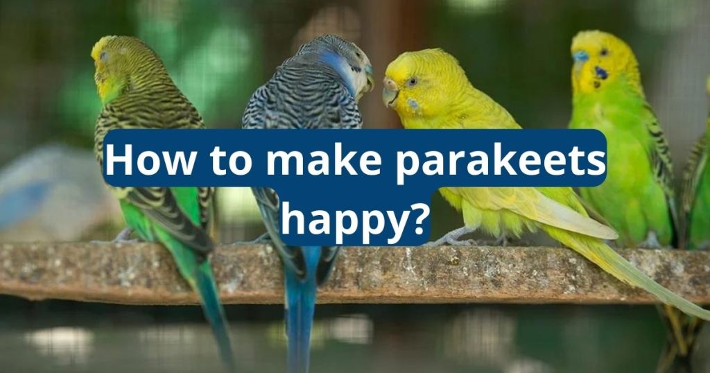 how to make parakeets happy