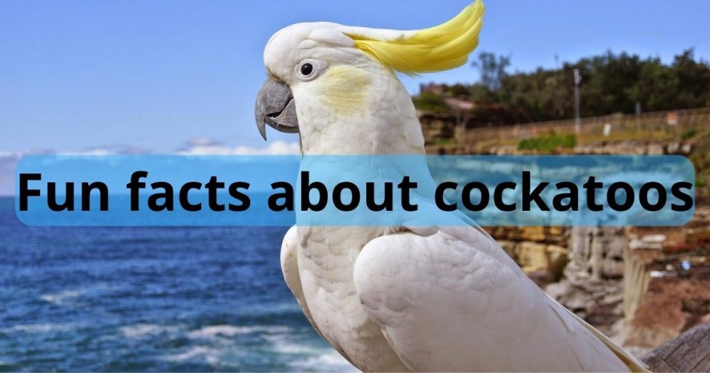 fun facts about cockatoos