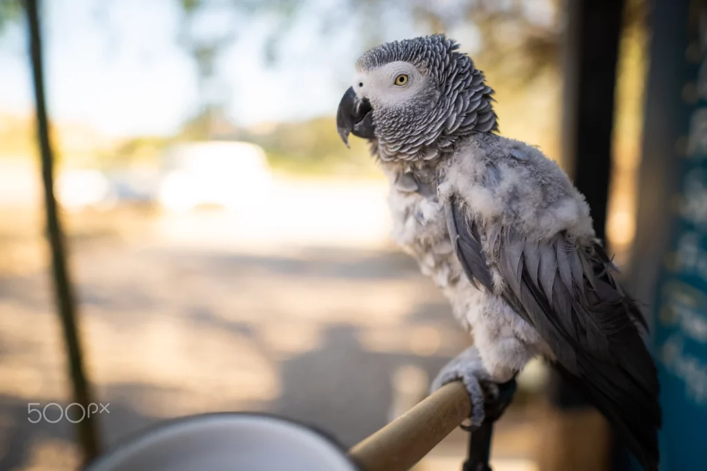 African Grey Color