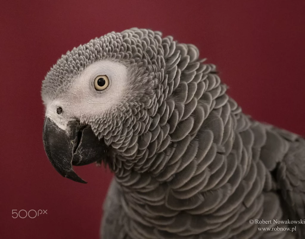 African Grey Parrot Intelligence