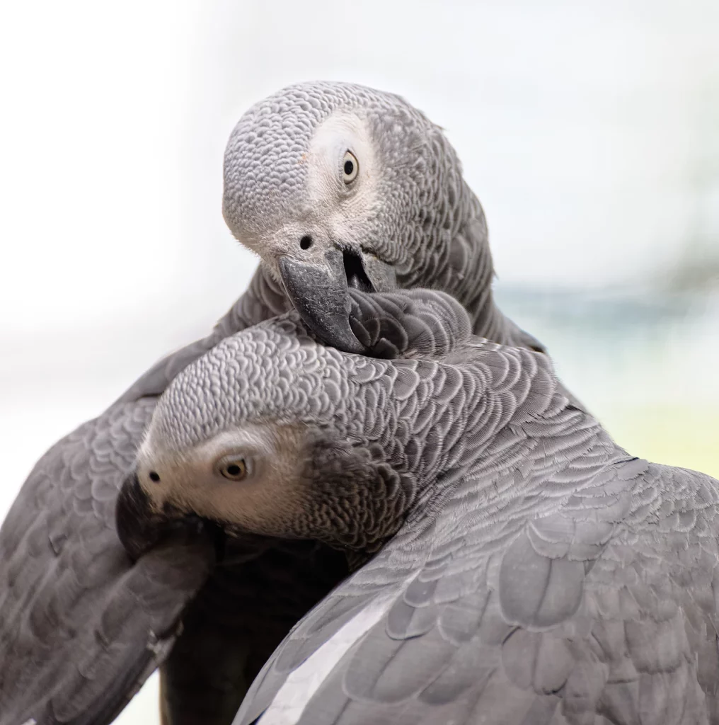 African Grey Parrot Intelligence
