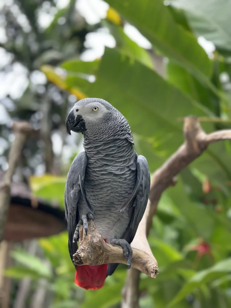 African Grey Parrot Size