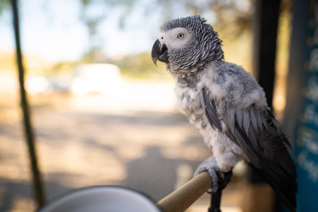 African Grey Parrot Size