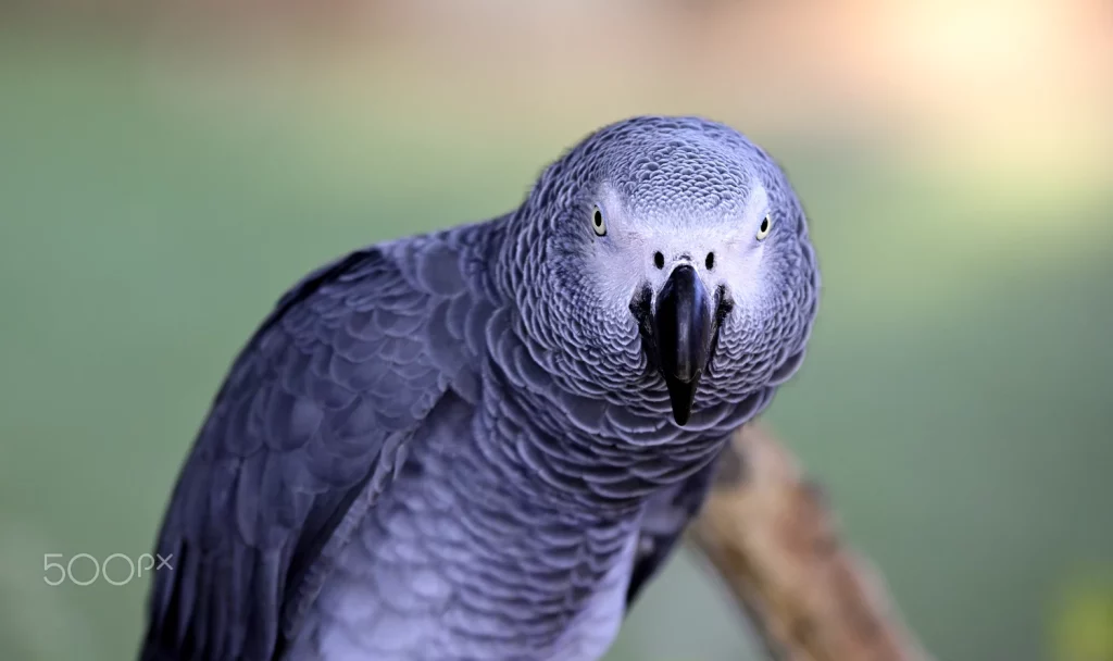 African Grey Parrot Size