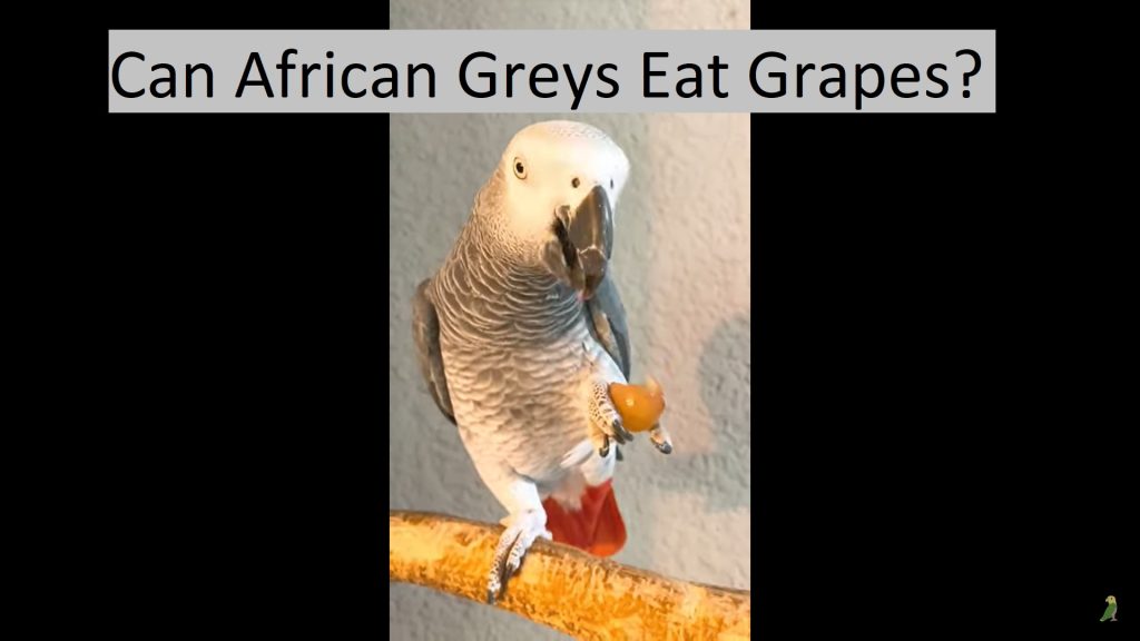 Can African Greys Eat Grapes?
