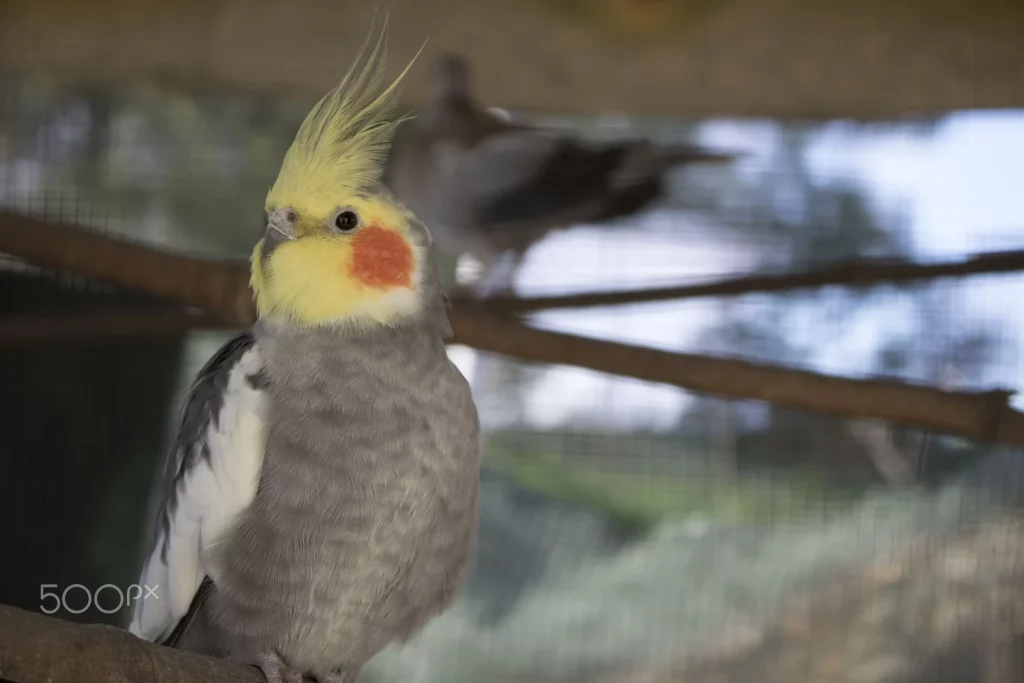 Can Budgies Eat Cockatiel Food