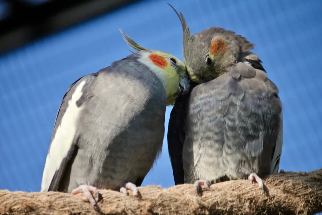 Can Budgies Eat Cockatiel Food