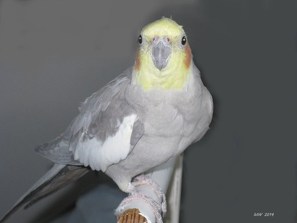 Can Budgies Eat Cockatiel Food