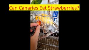 can canaries eat strawberries