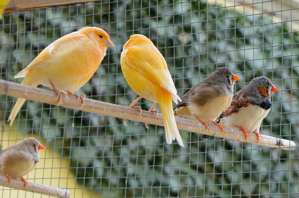 Can Canaries and Finches Live Together in a Cage