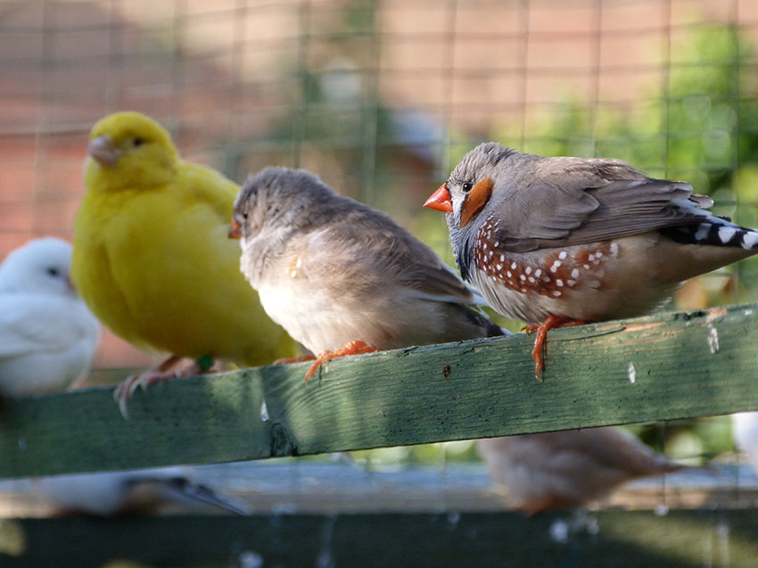 Can Canaries and Finches Live Together in a Cage