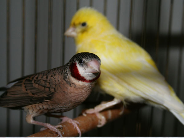 Can Canaries and Finches Live Together in a Cage