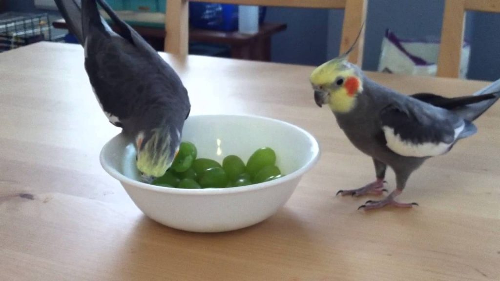 Can Cockatiels Eat Grapes?