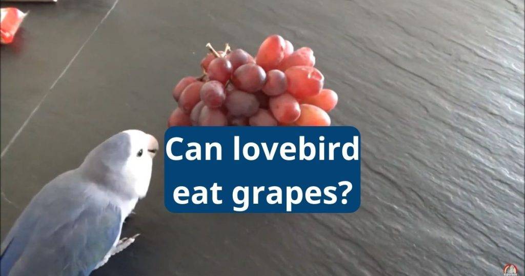 Can Lovebirds Eat Grapes?