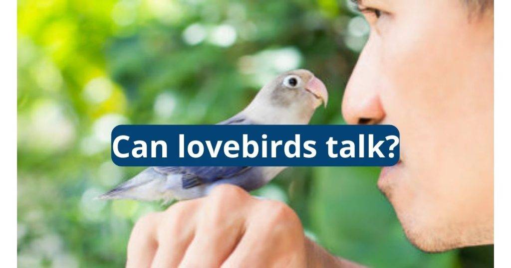 Can Lovebirds Talk