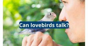 Can Lovebirds Talk