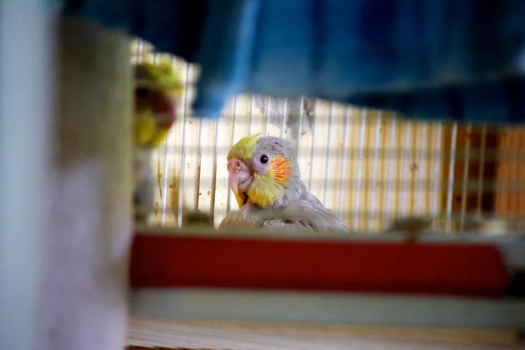 Cockatiel Sick Signs