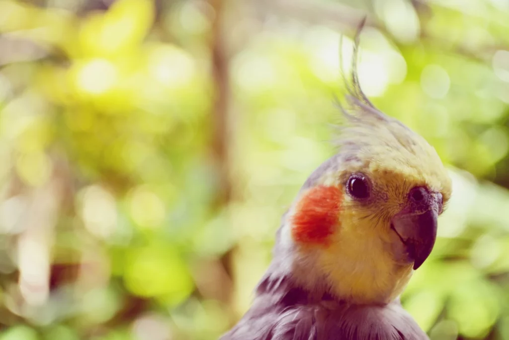 Cockatiel Sick Signs