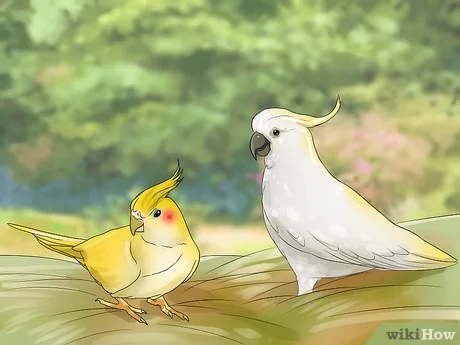 Cockatoo and Cockatiel