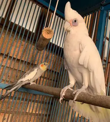 Cockatoo and Cockatiel