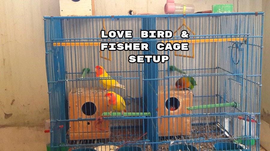 Lovebird Cage Setup - Featherland Bird Cage