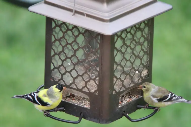 Finches in kansas