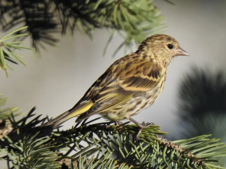 Finches in kansas