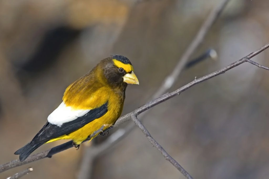 Finches in kansas