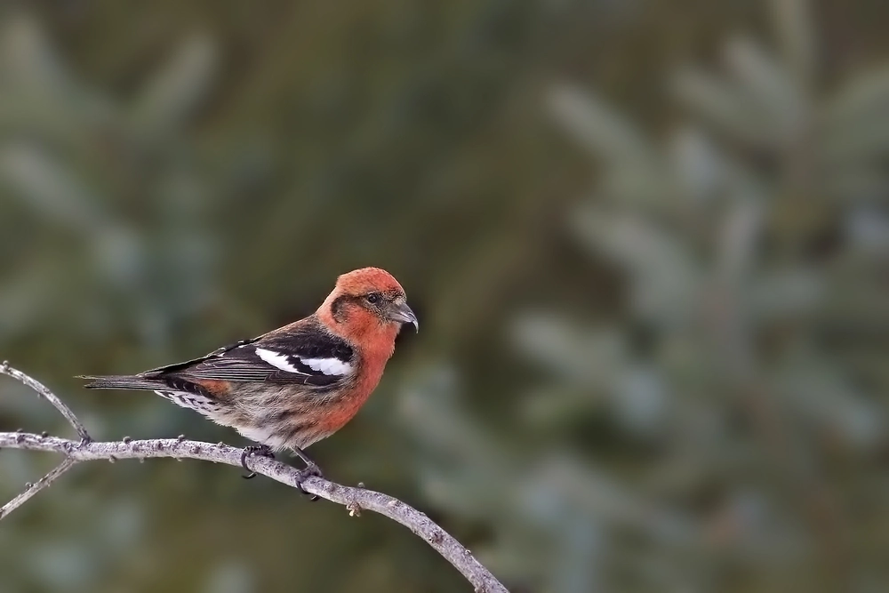 Finches in kansas