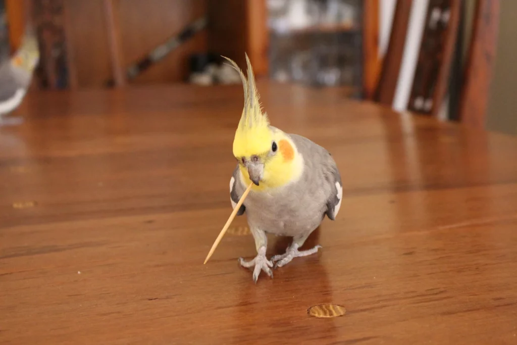 Fun Facts About Cockatiels