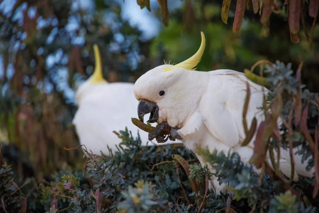 Fun Facts About Cockatoos
